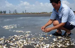 Nghêu Trà Vinh: Nguy cơ thất thu lớn