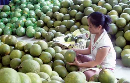 Bưởi da xanh tăng giá kỷ lục 