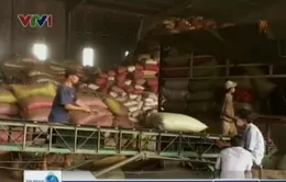 “Nóng” gian lận thuế trong kinh doanh nông sản 