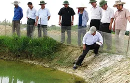 Quảng Trị: Nông dân điêu đứng vì dịch bệnh tôm nuôi 