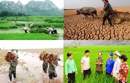 Bảo hiểm nông nghiệp vẫn gặp nhiều vướng mắc