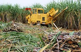 Ngành mía đường gồng mình trước thách thức "kép"