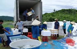 Tăng cường kiểm tra thương lái Trung Quốc thu mua tôm nguyên liệu 