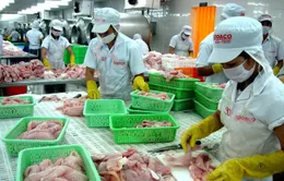 Thiếu số liệu chính xác về cá tra nguyên liệu 