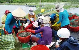 Thương lái Trung Quốc gây rối thị trường tôm nguyên liệu trong nước
