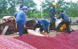 DN xuất khẩu nông sản muốn bỏ thuế VAT