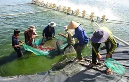 Mối liên kết giữa DN và người nuôi tôm còn bỏ ngỏ