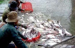 Thiếu liên kết, DN và nông dân nuôi cá tra đều "bẻ kèo"