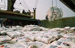 Xuất khẩu tiểu ngạch tăng vọt, giá lúa ĐBSCL tăng 4 tuần liên tiếp 