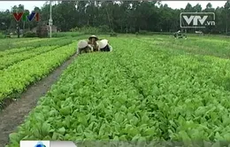 Nghịch lý thị trường rau mùa bão lũ