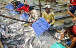 Liên kết - "Đòn bẩy" phát triển công nghiệp chế biến vùng ĐBSCL