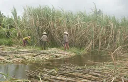 Hậu Giang: Nông dân trồng mía điêu đứng vì lũ