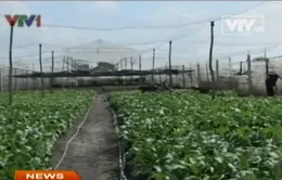 73% người bán không biết rau sạch, rau bẩn