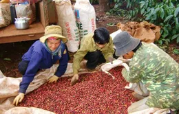 Chính sách thuế gây khó cho ngành cà phê