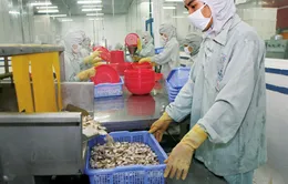 Mỹ trở thành thị trường lớn nhất tiêu thụ tôm Việt Nam