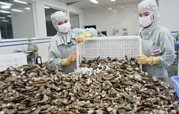 Trung Quốc hút tôm nguyên liệu