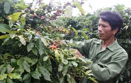 Nông dân Bình Phước điêu đứng vì cà phê rớt giá