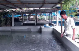 Nuôi cá trê tự phát, khó khăn đầu ra