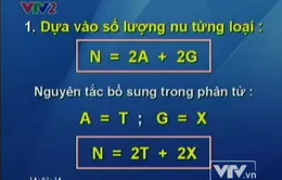 BTKT môn Sinh học: Bài tập về cấu trúc ADN
