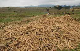 Nông dân Quảng Ngãi lao đao vì mùa sắn "đắng”