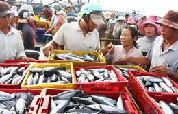 Ngư dân Quảng Trị "trúng đậm" vựa cá thu lớn nhất trong năm