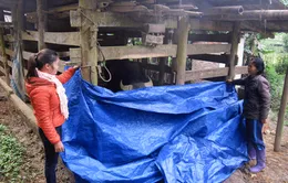 Lào Cai chủ động phòng, chống rét cho đàn gia súc 