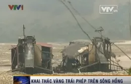 Khai thác vàng trái phép trên sông Hồng: Chính quyền "bật đèn xanh"?