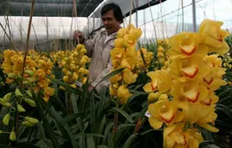 Địa lan nở sớm không chờ... Tết 