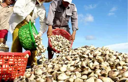 2013, sản lượng thủy sản ước đạt gần 6 triệu tấn