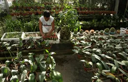 Lúng túng xây dựng thương hiệu hoa cây cảnh Hội An 