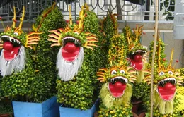 Kiểng quả thành “hàng độc” chưng Tết hút hàng