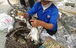 Đồng Tháp: Săn bắt chim, cò kiểu tận diệt
