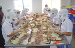 VASEP: Thiếu mực, bạch tuộc để chế biến xuất khẩu
