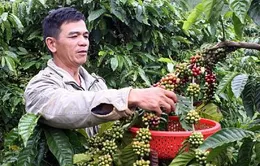 Nông, thủy sản thô không phải nộp thuế VAT