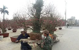 Sôi động dịch vụ cho thuê cây kiểng dịp Tết