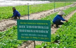 Hà Tĩnh trồng rau xanh trên vùng cát bạc màu