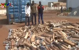 Togo thu giữ gần 4 tấn ngà voi buôn lậu sang Việt Nam