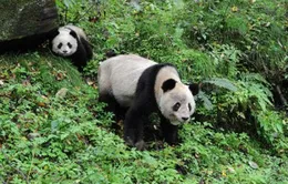 Trung Quốc: Tăng trưởng kinh tế nhờ chính sách bảo vệ gấu trúc