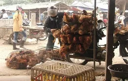 Phía Bắc tạm dừng nhập khẩu gia cầm từ Trung Quốc