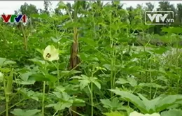 Thương lái Trung Quốc gạ nông dân trồng đậu bắp