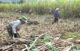 Nông dân bỏ mía - Nguy cơ mất vùng nguyên liệu
