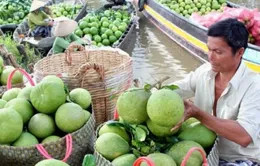 ĐBSCL trồng thêm 10.000ha cây ăn quả chất lượng cao 
