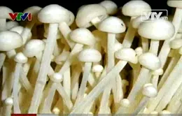 Nấm không rõ nguồn gốc tràn lan trong siêu thị