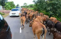 Siết chặt nhập khẩu trâu, bò sống qua biên giới