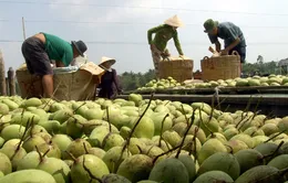 ĐBSCL gia tăng sản lượng xuất khẩu rau quả