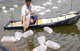 ĐBSCL: Vụ tôm mới, nỗi lo cũ