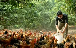 Người nuôi gà đồi Yên Thế như đang "ngồi trên đống lửa"