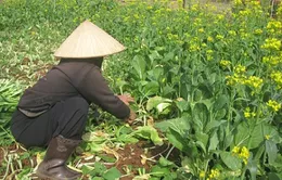Rau tại ruộng rớt giá thê thảm, rau tại chợ giá cao gấp... 20 lần