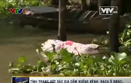Mặc dịch cúm, người dân "vô tư" vứt xác gia cầm xuống kênh, rạch 