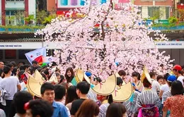 Hôm nay (8/3): Lễ hội hoa anh đào tại Hà Nội